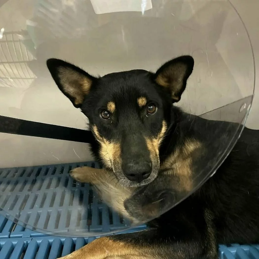 A black and tan dog with pointy ears lies on a blue grated surface, wearing a clear plastic cone (Elizabethan collar) around its neck, looking directly at the camera.