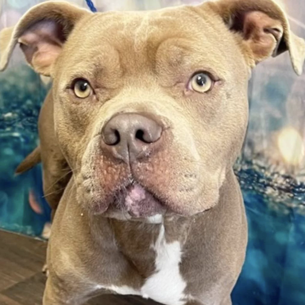 A close-up of a light brown dog with light eyes and a white patch on its chest, looking directly at the camera. The background is blurred with blue and teal colors.