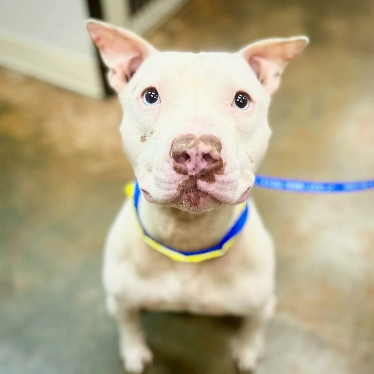 A light-colored dog with upright ears and a blue collar sits on a polished floor, looking up with wide, attentive eyes. A blue leash is attached to the collar.