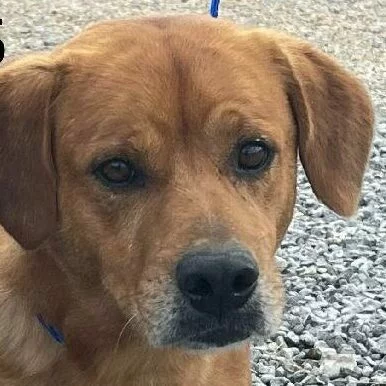 A close-up of a brown dog with floppy ears and soulful eyes, standing on gravel. A blue leash is visible on its neck.