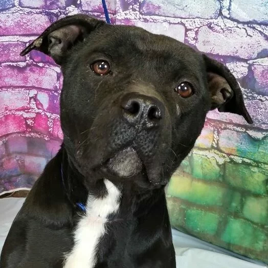 A black dog with a white patch on its chest sits in front of a colorful, graffiti-style brick wall, looking directly at the camera with a calm expression.