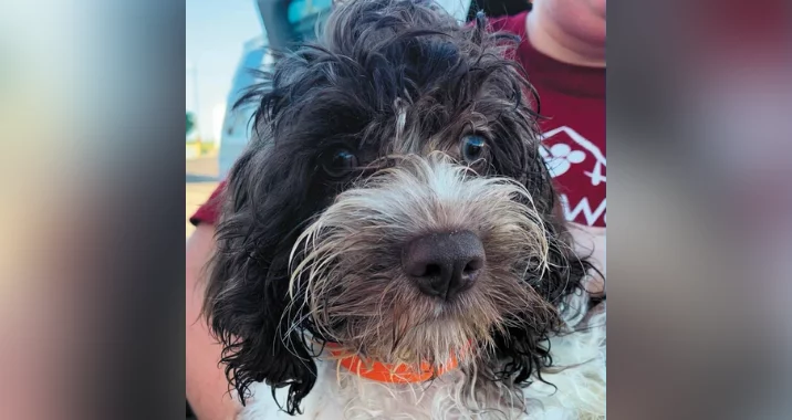 A close-up of a curly-haired dog with a black and white coat, wearing an orange collar. The dog is looking at the camera, and a person in a red shirt is partially visible in the background.
