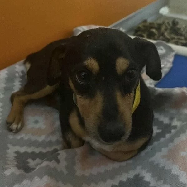 A small black and brown dog with tan markings lies on a patterned blanket, looking up with gentle eyes. The dog is wearing a yellow collar and is indoors against an orange wall.