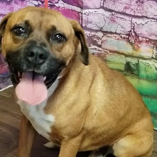 A happy brown dog with a white chest sits on a wooden floor, panting with its tongue out. A colorful stone wall mural is in the background.