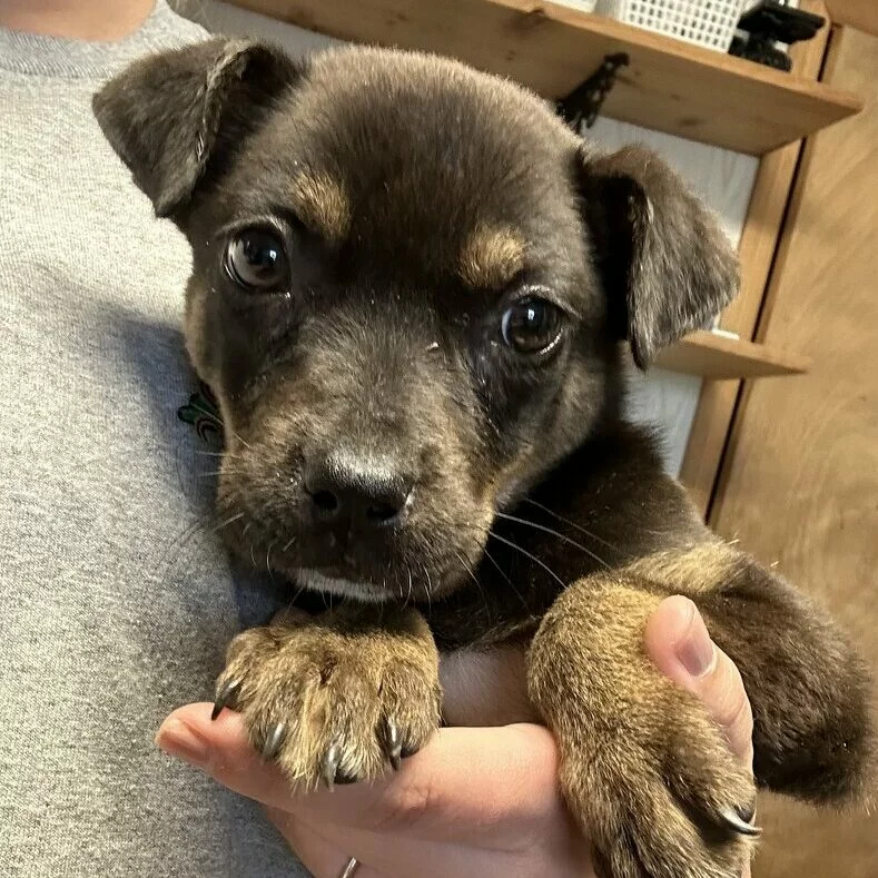 A close-up of a small, brown and black puppy being held in someone’s hand. The puppy looks directly at the camera with wide eyes, its front paws resting gently on the persons hand. Indoor setting with wooden walls.