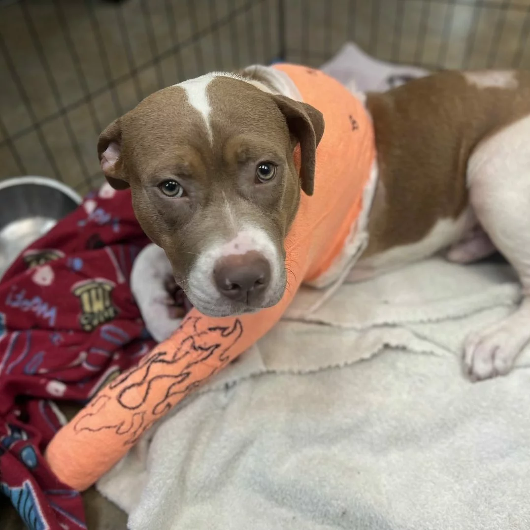 A brown and white dog with a sad expression lies on a blanket inside a kennel, wearing a bright orange cast decorated with a flame drawing on its front leg.