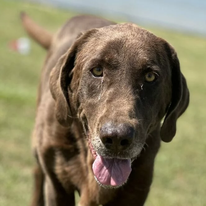 A close-up of a brown Labrador Retriever with its tongue out, standing on grass outdoors with blurred green and blue background.