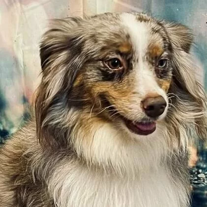A close-up of a dog with long, fluffy fur, mottled gray, white, and brown coloring, and bright eyes. The dog is looking slightly to the side with its mouth slightly open, showing a relaxed and happy expression.