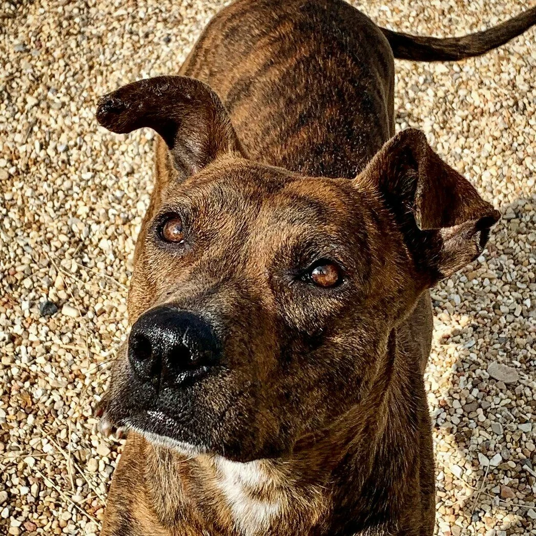 A brown brindle dog with expressive eyes and a slightly floppy left ear stands on gravel, looking up attentively in bright sunlight.