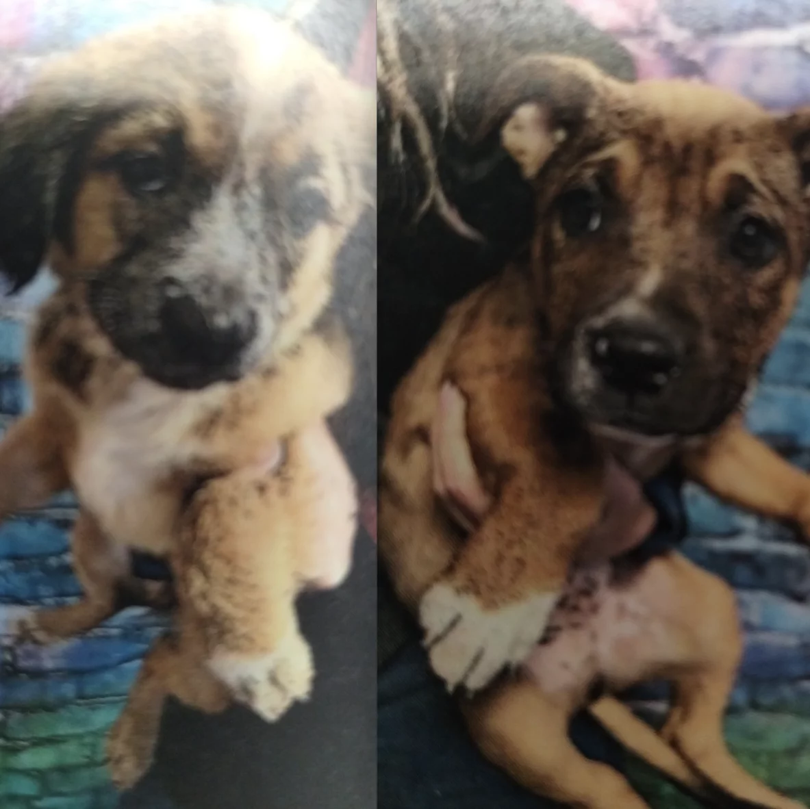 Two people each hold a brown and black puppy in front of a colorful, blurred background. Both puppies have short fur, floppy ears, and white markings on their paws.
