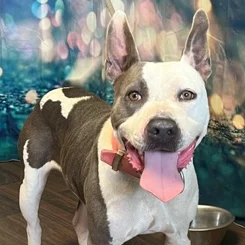 A happy black and white dog with a pink collar sits indoors, mouth open and tongue out, in front of a colorful, blurry background.