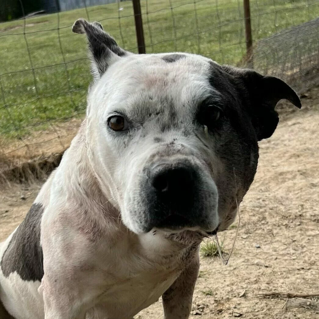 A close-up of a white and black dog with one ear upright and the other flopped down, standing on a dirt surface near a wire fence, looking directly at the camera.