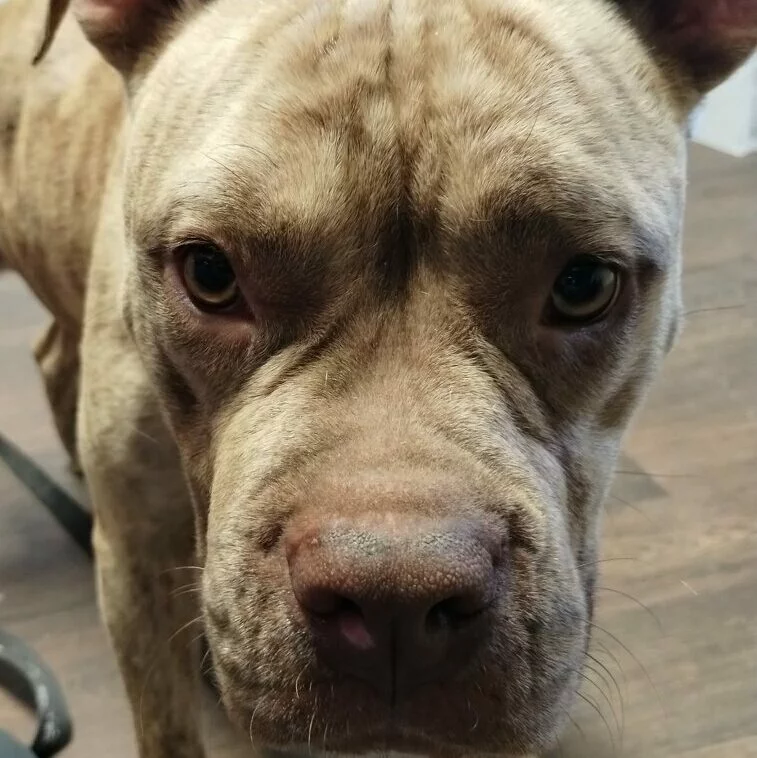 Close-up of a light brown dog with short fur and expressive eyes, staring directly at the camera. The dogs nose is prominent, and its ears are slightly back. The background shows a wooden floor.
