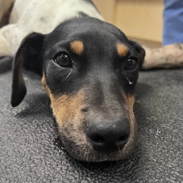 A close-up of a black and tan puppy with a tear by its eye, lying on a textured dark surface and looking directly at the camera.