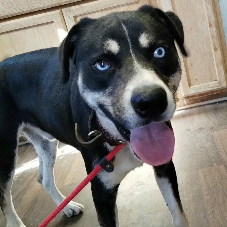 A black and white dog with striking blue eyes stands indoors on a wooden floor, panting with its tongue out and wearing a red leash.