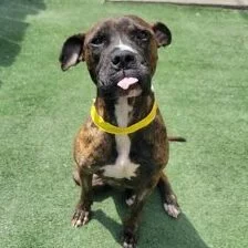 A brindle-colored dog with a white chest and paws sits on green grass, wearing a yellow collar and sticking its tongue out slightly.