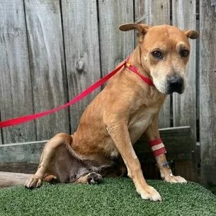 A brown dog with a red leash and a bandaged front leg sits on a patch of artificial grass in front of a wooden fence, looking slightly to the side.