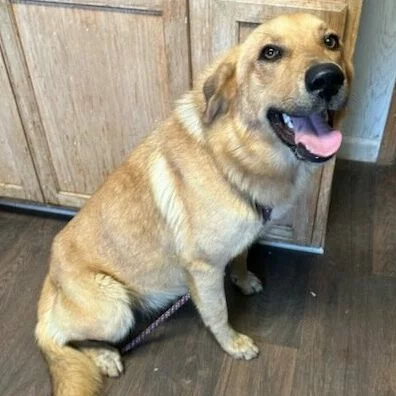 A large, tan dog with a fluffy tail sits on a wooden floor in front of kitchen cabinets, looking at the camera with its mouth open and tongue out, appearing happy and relaxed.