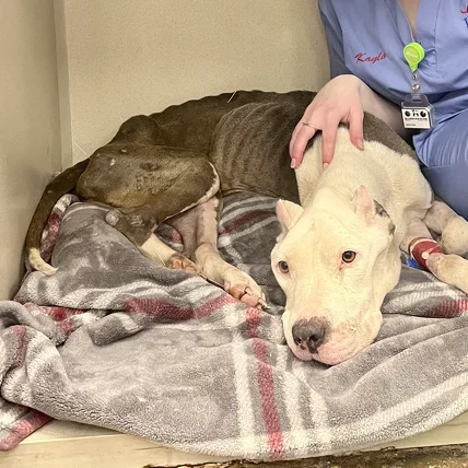 A thin, sick-looking dog with visible ribs lies on a plaid blanket, resting its head near a persons arm in scrubs who is comforting the dog. The dog has a shaved patch and a bandage on its leg.