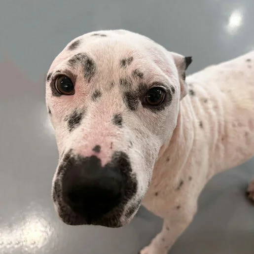 A close-up of a white dog with black spots looking up at the camera with wide, curious eyes, standing on a smooth, light grey floor.