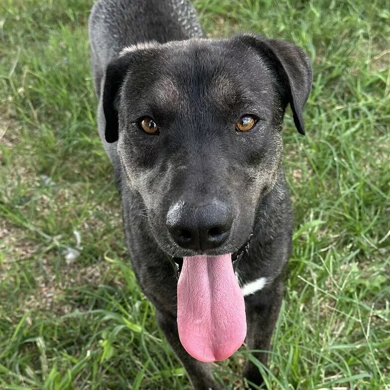 A close-up of a black and brown dog standing on grass, looking up at the camera with its mouth open and pink tongue hanging out, appearing happy and playful.