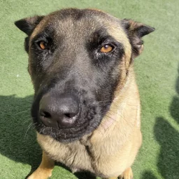 A close-up of a Belgian Malinois dog sitting on green artificial grass, looking up with brown eyes and alert ears. Sunlight casts shadows on the ground.