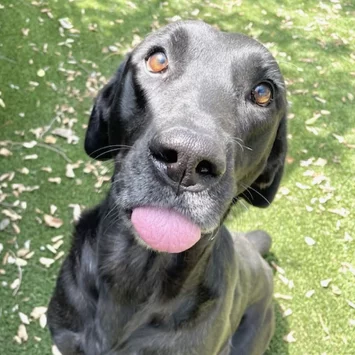 A black dog with brown eyes sits on green grass, looking up at the camera with its tongue sticking out playfully. Sunlight and scattered dry leaves are visible on the ground.