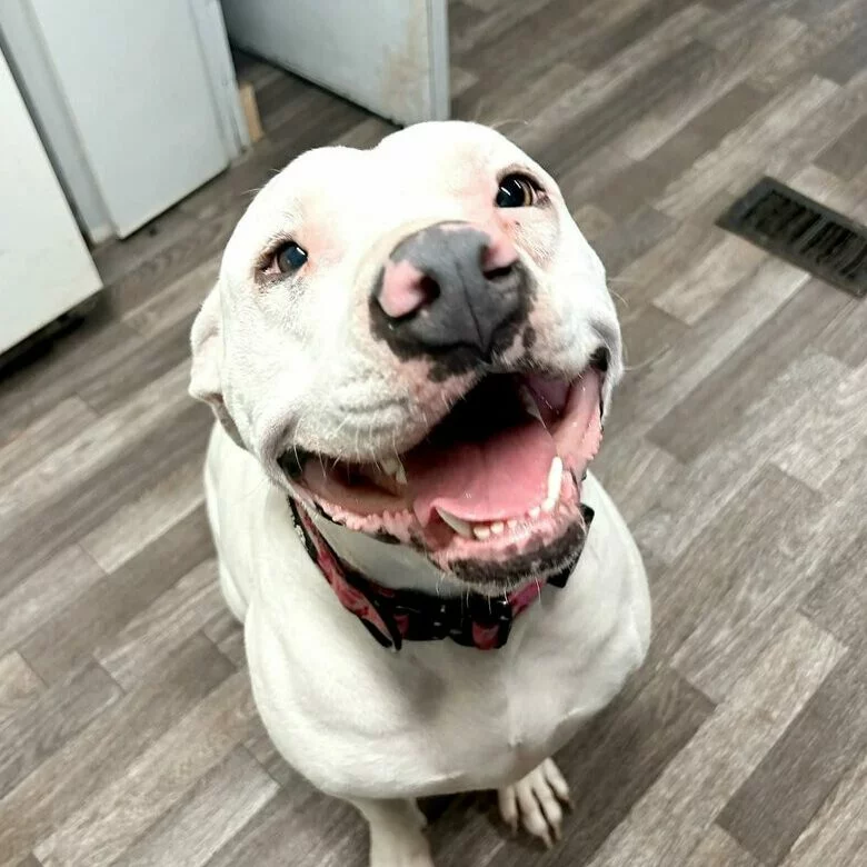 A happy white dog with a pink nose and wearing a red collar sits on a brown wood-patterned floor, looking up with an open-mouthed smile.