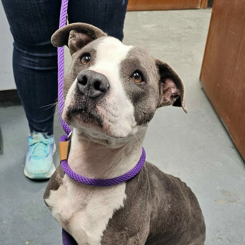A gray and white dog with a purple leash sits on a gray floor, looking up attentively. A person in jeans and light blue sneakers stands behind the dog.