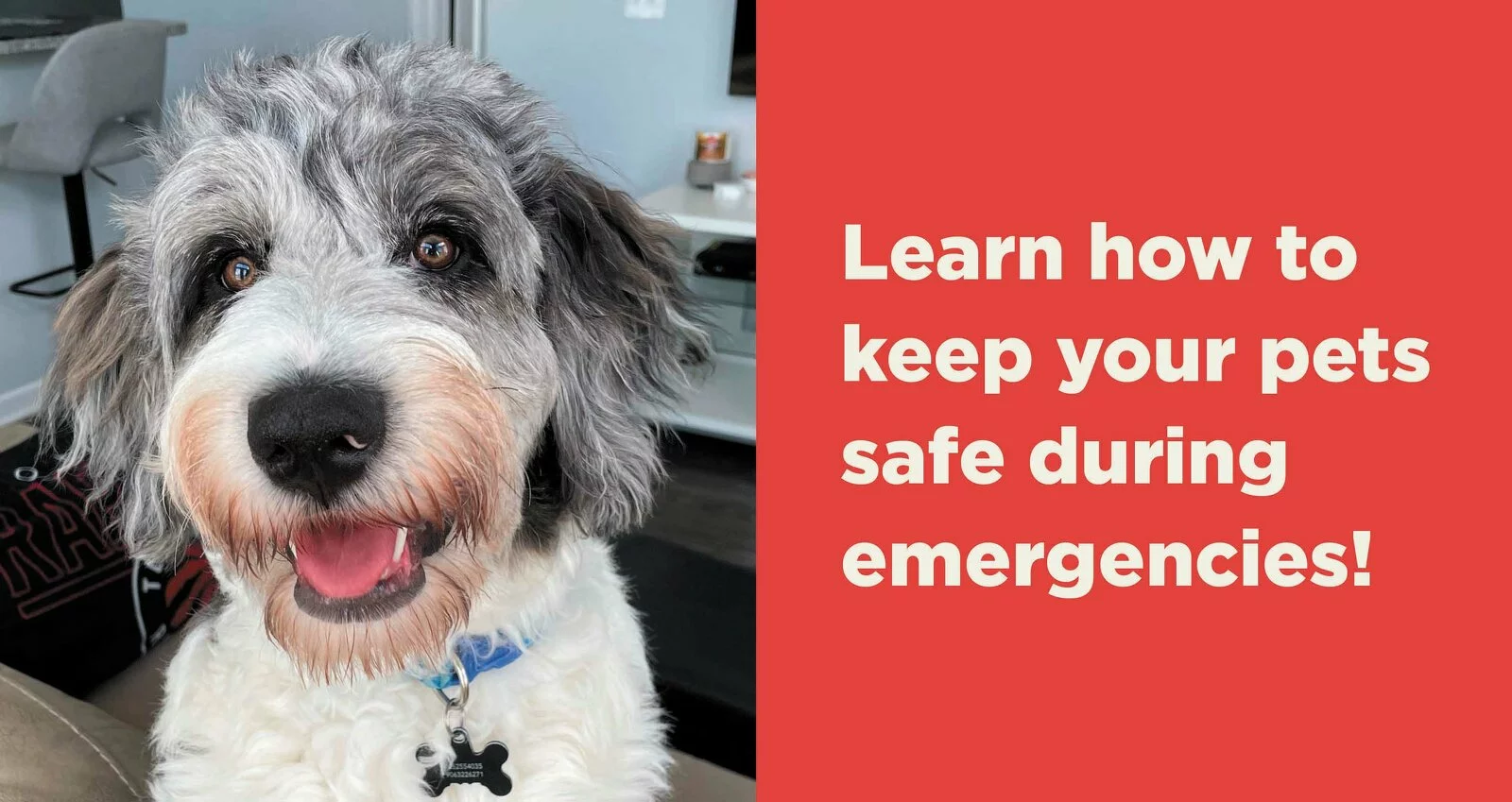 A happy, fluffy dog with gray and white fur sits indoors next to text that reads, Learn how to keep your pets safe during emergencies! on a red background.