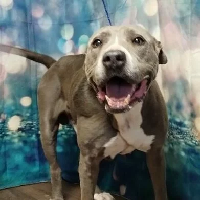 A happy gray and white dog with a big smile stands indoors on a wooden floor, in front of a blue and white blurred background.