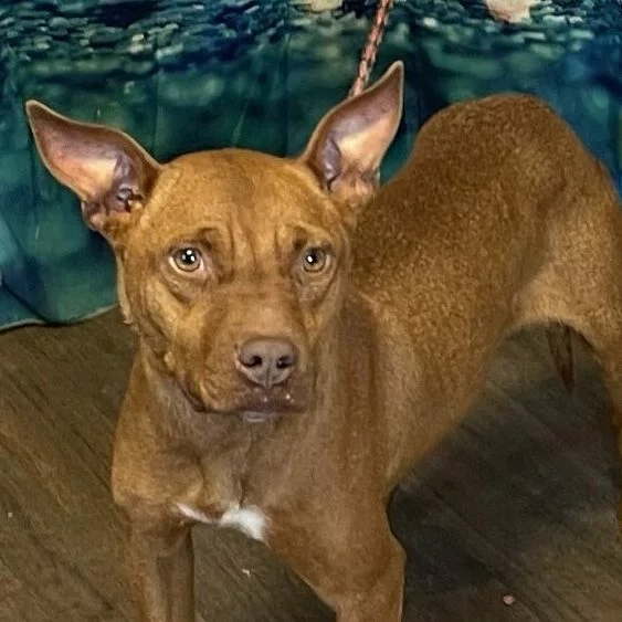 A brown dog with upright ears stands on a wooden floor, looking toward the camera. The background shows a blue patterned cloth. The dog has a white patch on its chest.