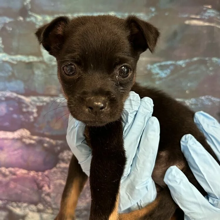 A small black and brown puppy is gently held up by hands wearing light blue gloves, with a blurred, colorful background behind them.
