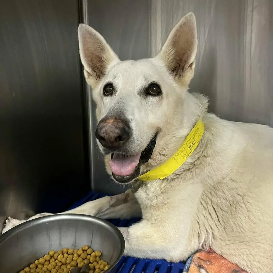 A white dog with a yellow collar lies on a blanket in a kennel, next to a bowl of dry dog food. The dog has upright ears and is looking at the camera with a relaxed, happy expression.