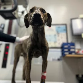 A brown, brindle dog with a red bandage on its front leg stands on an examination table in a veterinary clinic, looking up toward the camera. The background includes medical equipment and a blurred office setting.