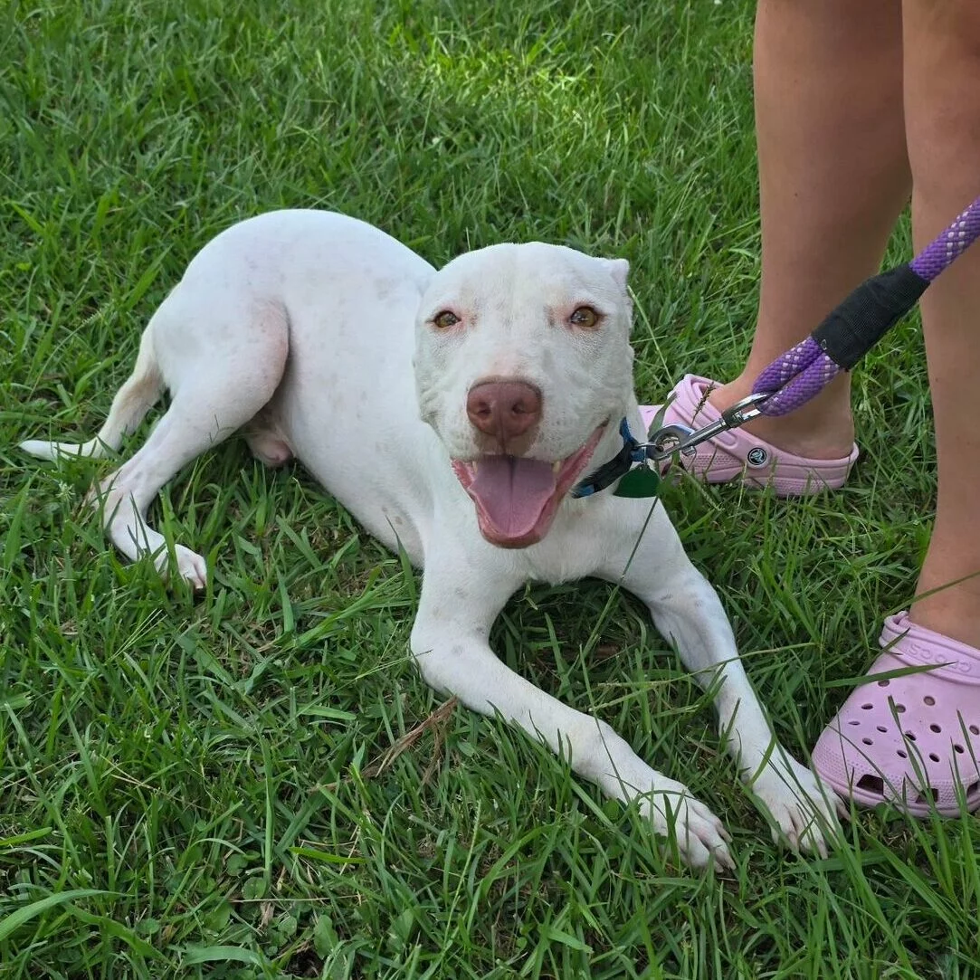 A white dog with a happy expression lies on green grass next to a person wearing pink shoes and holding a purple leash.