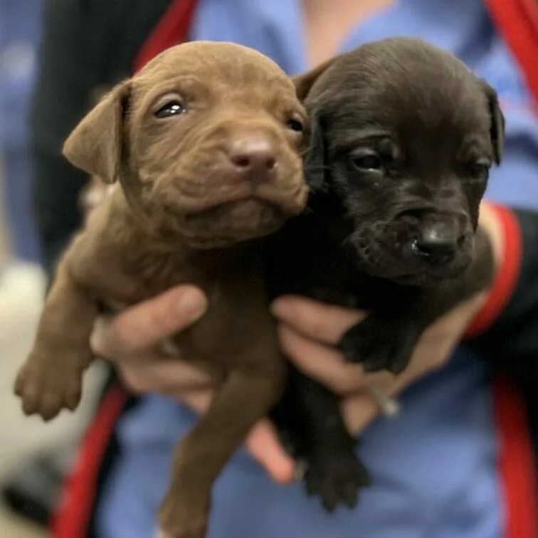 Two small puppies, one brown and one black, are being gently held close together by a person wearing a blue shirt and a red-trimmed jacket. The puppies look curious and calm.