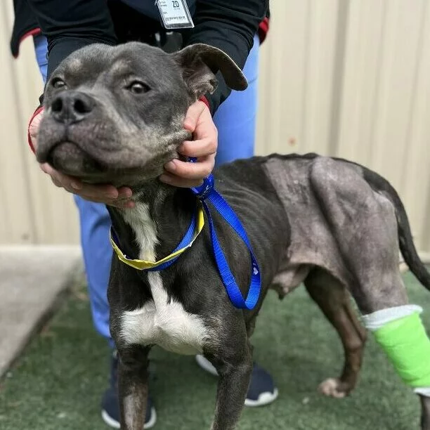 A person gently holds the head of a thin, short-haired dog with patches of missing fur and a green cast on its back leg. The dog wears blue and yellow leashes and stands on grass near a beige wall.