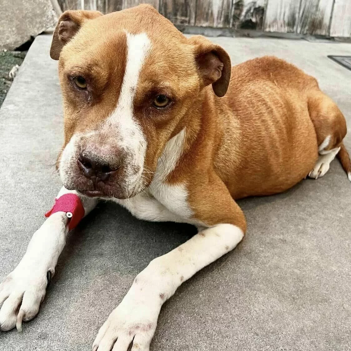 A thin brown and white dog with a white face and a red bandage on its front leg lies on a concrete surface, looking up with sad eyes. The background includes a wooden fence.
