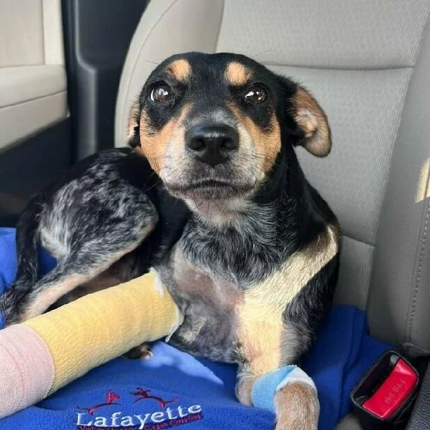 A small black and brown dog with bandages on its front legs sits on a blue blanket in a car seat, looking up with a gentle expression.