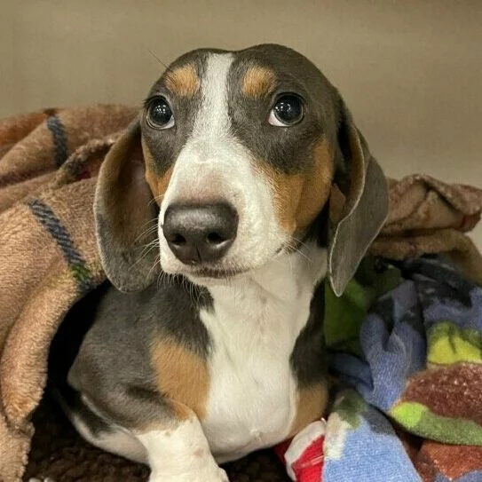 A small dachshund with brown, black, and white fur sits partially wrapped in a cozy blanket, looking up with big, expressive eyes.