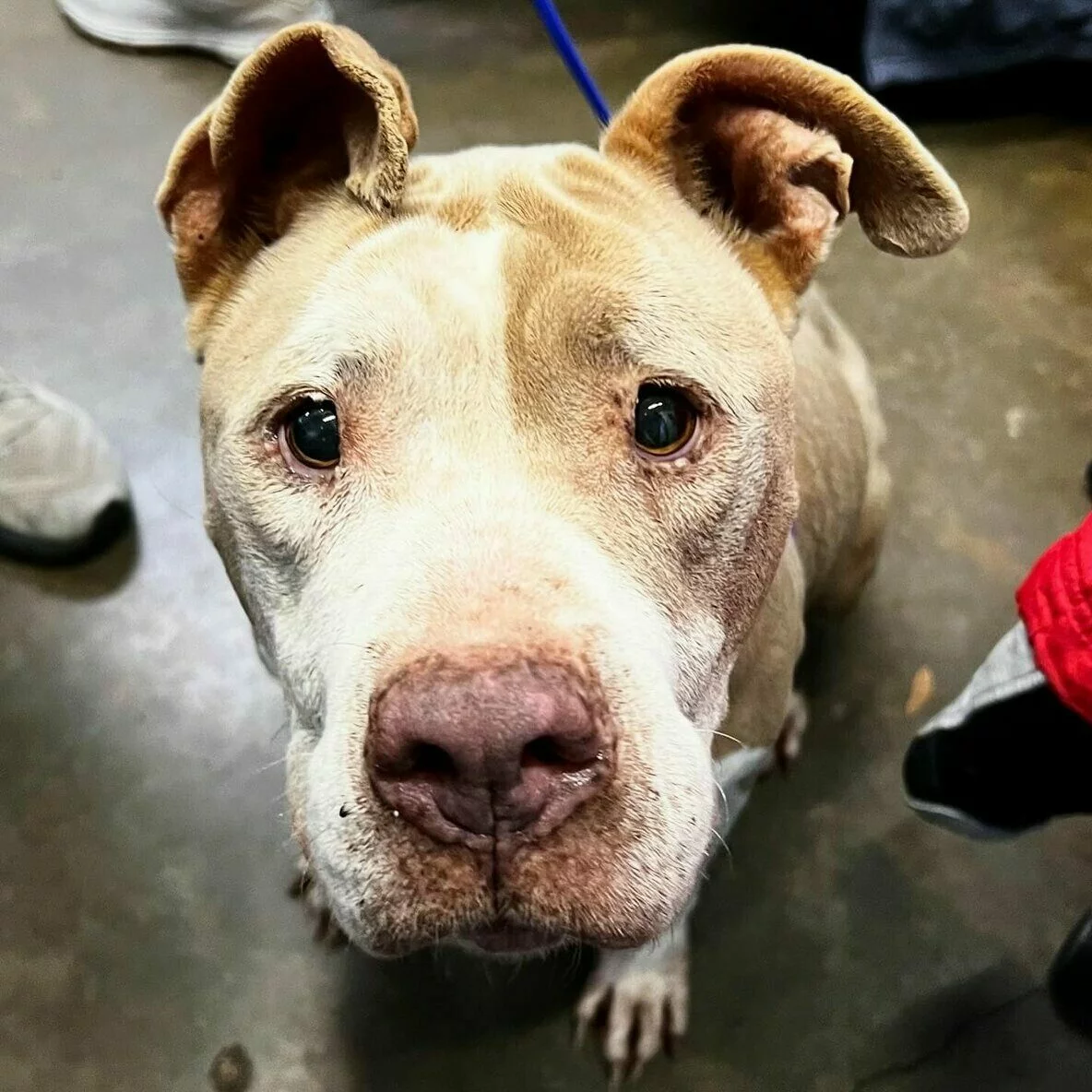 A tan and white dog with floppy ears looks up at the camera with wide, soulful eyes. The dog is standing on a concrete floor, and part of a blue leash and peoples legs are visible in the background.