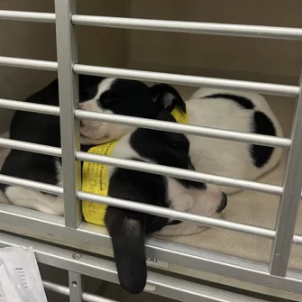 Two black and white puppies wearing yellow collars are snuggled together, sleeping inside a metal-barred kennel on a soft, light-colored blanket.