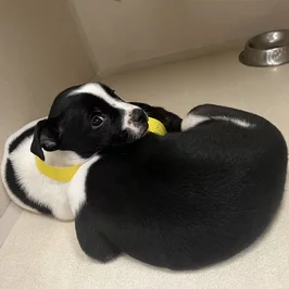 A black and white puppy with a yellow collar is curled up on a light-colored floor, looking back over its shoulder. A metal food bowl is visible in the background.
