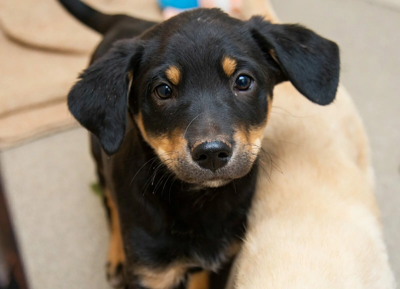 A close-up of a black and tan puppy with floppy ears looking up at the camera, sitting next to a cream-colored dog. The background is out of focus.