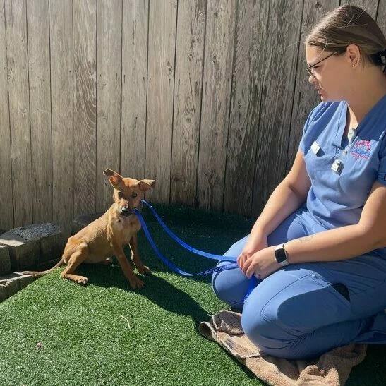A woman in blue scrubs sits on artificial grass, holding a blue leash attached to a small brown dog. The dog sits attentively while the woman looks at it. A wooden fence is in the background.