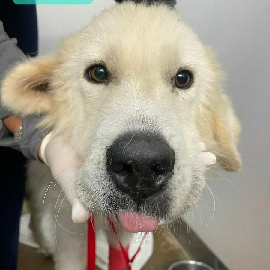 A close-up of a large, fluffy, light-colored dog with its tongue sticking out slightly. A person wearing a gray sleeve and white gloves is gently holding the dogs face. The background is a plain indoor setting.
