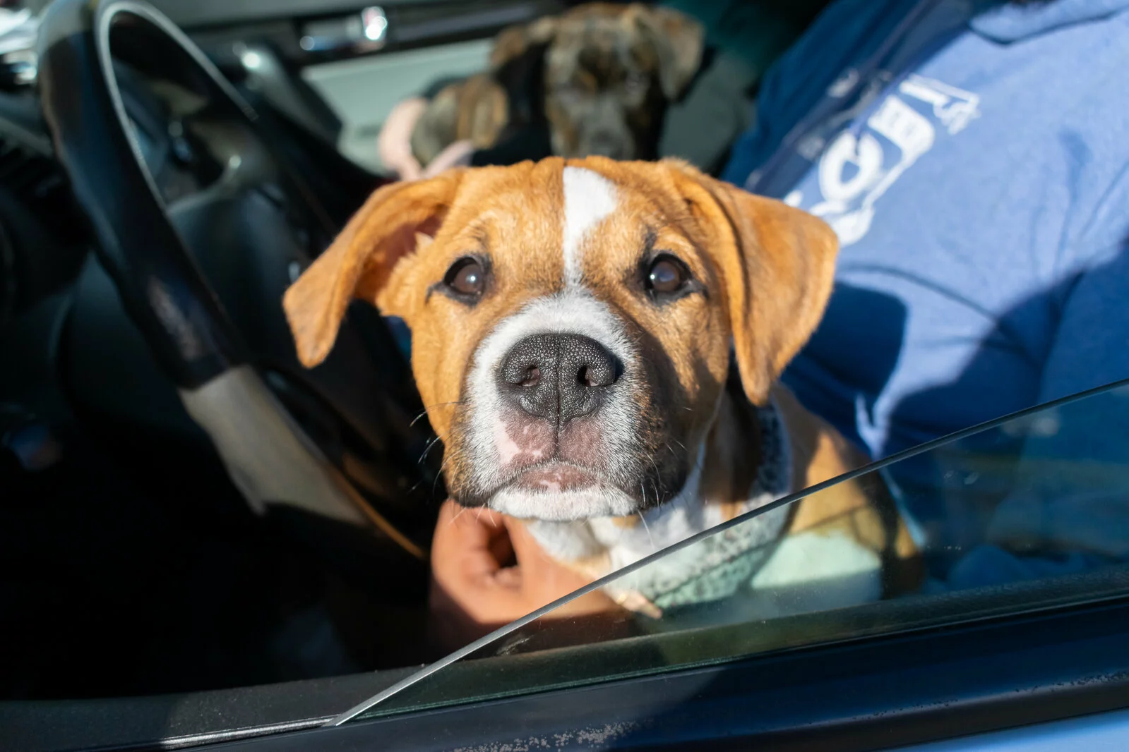 A brown and white puppy with floppy ears sits in the front seat of a car, looking out the open window. A person in a blue hoodie and another dog are partially visible in the background.