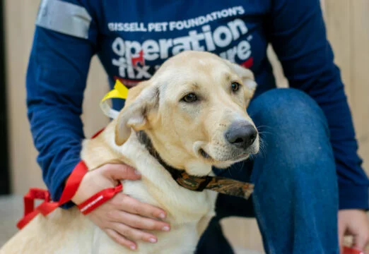 A yellow Labrador retriever with a red ribbon around its neck sits next to a person wearing a blue Operation Fix-It shirt, who is gently resting a hand on the dogs back.