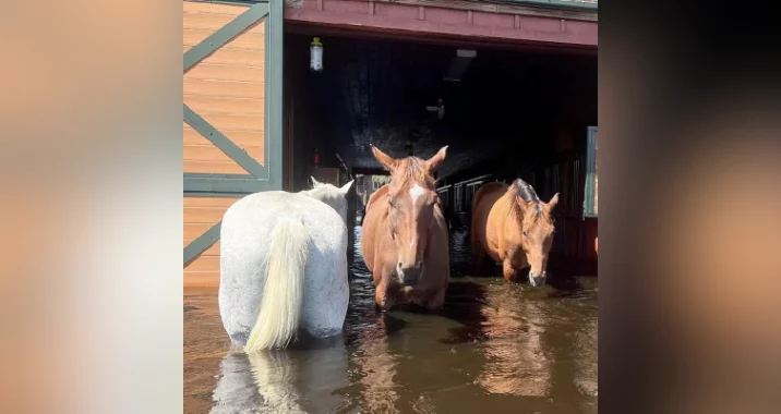 Three horses stand in knee-deep floodwater inside a barn, with sunlight illuminating the scene and water reflecting their legs.